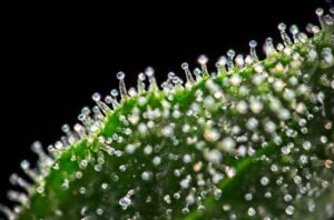 Best Microscopes for Viewing Trichomes