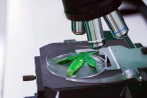 Best Microscopes for Cannabis
