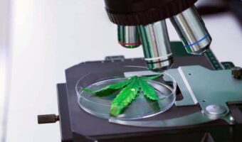 Best Microscopes for Cannabis