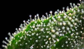 Best Microscopes for Viewing Trichomes
